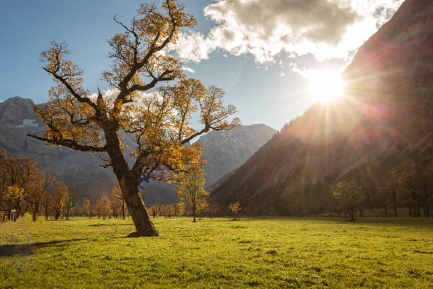 istock Old maple tree at the Grosser Ahornboden in Austria in autumn 859329146