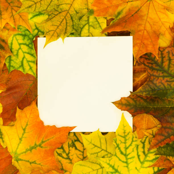 istock Autumn colorful leaves around white blank for your text. Top view and copy space. Fall concept. 859329188