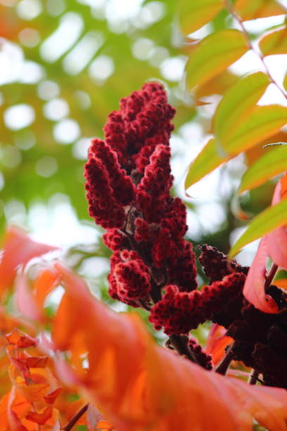 istock Carmine red staghorn sumac seeds close up. 859336310