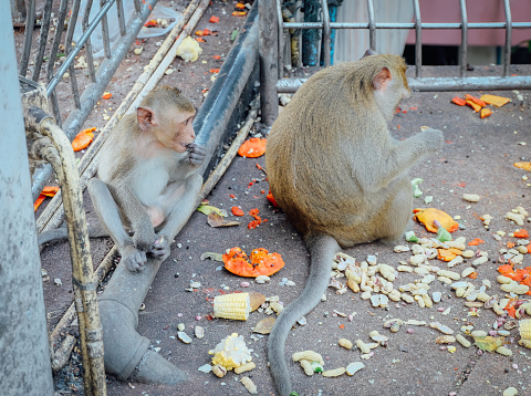 Eating monkeys