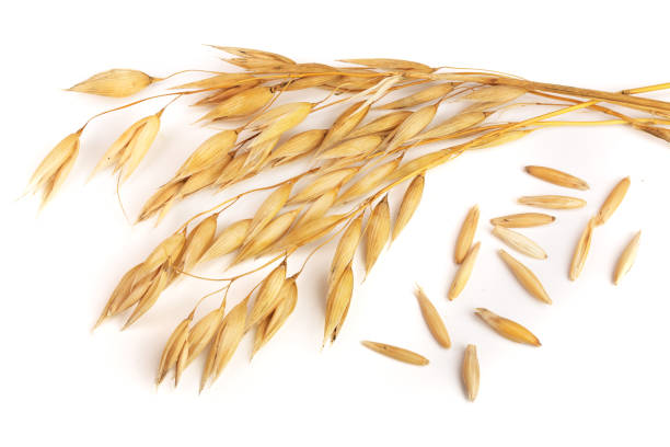istock oat spike with grains isolated on white background 859336996