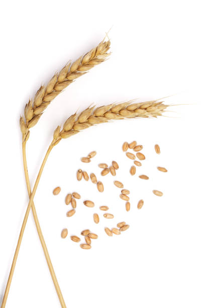 istock grain and ears of wheat isolated on white background. Top view 859342434