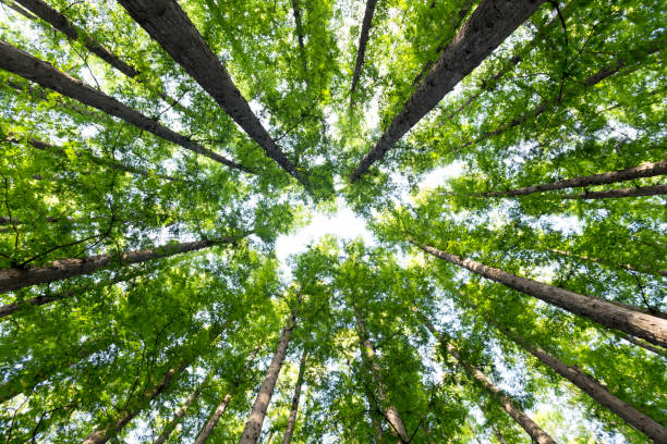 istock Korean Fir forest Low-Angle View 859342958