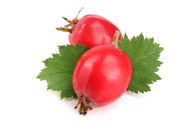 istock Hawthorn berry with leaf isolated on white background close-up 859343586