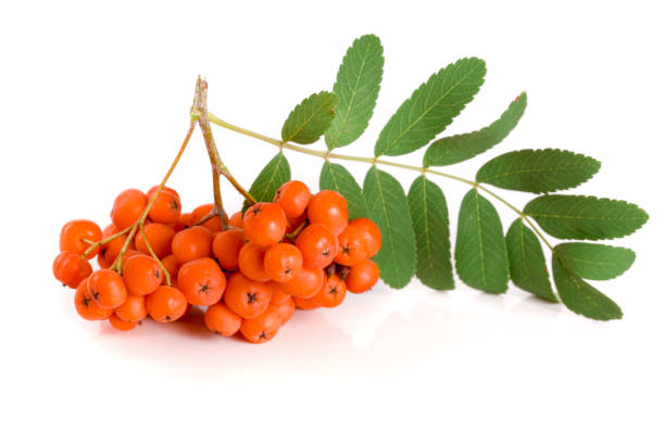 istock Orange rowan with leaf isolated on white background 859346060