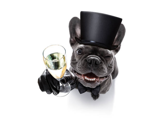 istock happy new year dog celberation 859346674