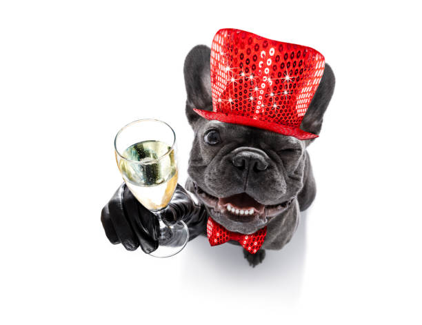 istock happy new year dog celberation 859346684