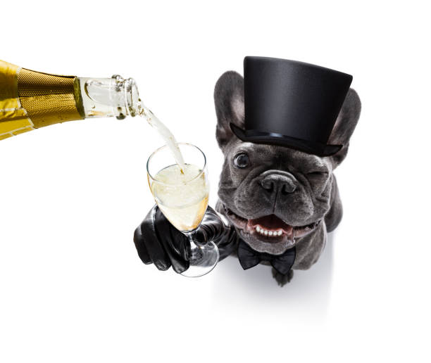 istock happy new year dog celberation 859346796
