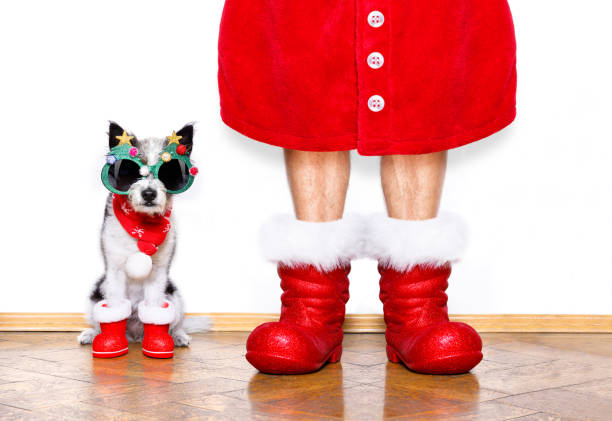 istock christmas santa claus dog 859346844