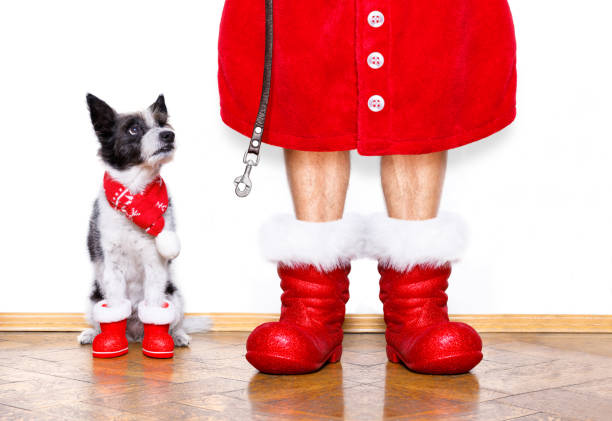 istock christmas santa claus dog 859347204