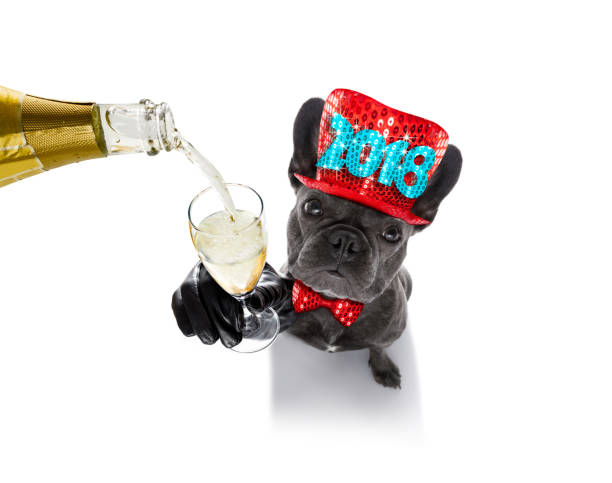 istock happy new year dog celberation 859347246