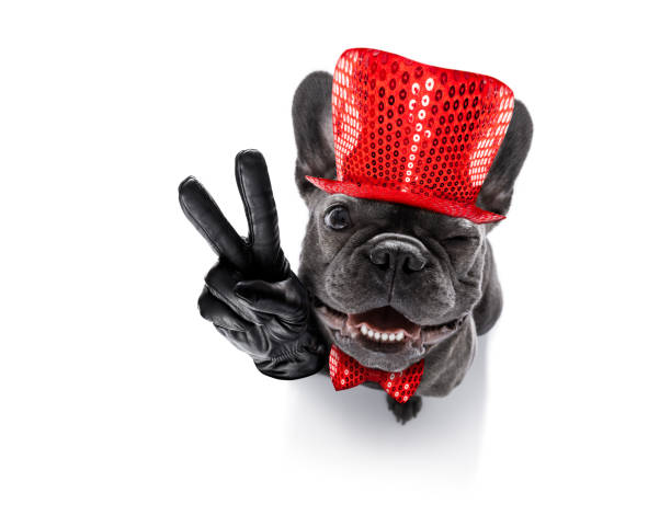 istock happy new year dog celberation 859347252