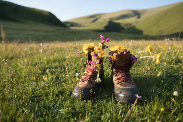 hiking boots with beautiful flowers in grassland mountains top