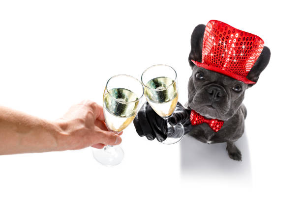 istock happy new year dog celberation 859347386