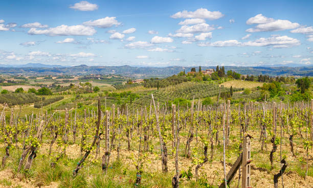 700+ Umbria Wine Stock Photos, Pictures & Royalty-Free Images - iStock