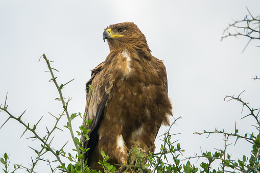 African Tawny Eagle Perched on Thorn Tree in Serengeti National Park, Tanzania. (Aquila rapax)