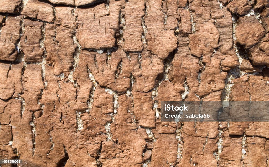 Crumbling Tree Old Crumbling Tree On The Beach Closeup Stock Photo - Download Image ...