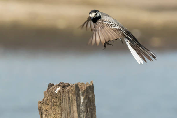 istock Closeup of a White Wagtail bird in flight 859360840