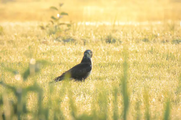 Photo of Buzzard Buteo buteo catch a prey during a foggy sunset