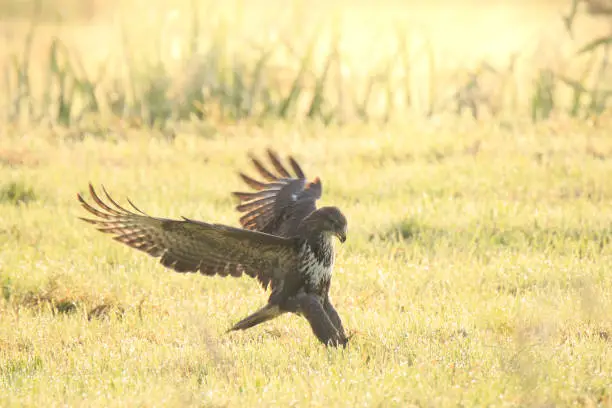 Photo of Buzzard Buteo buteo catch a prey during a foggy sunset