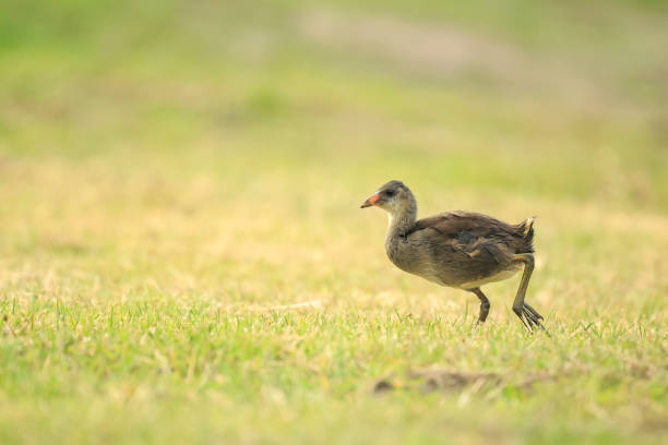 istock Young common moorhen, Gallinula chloropus 859361070
