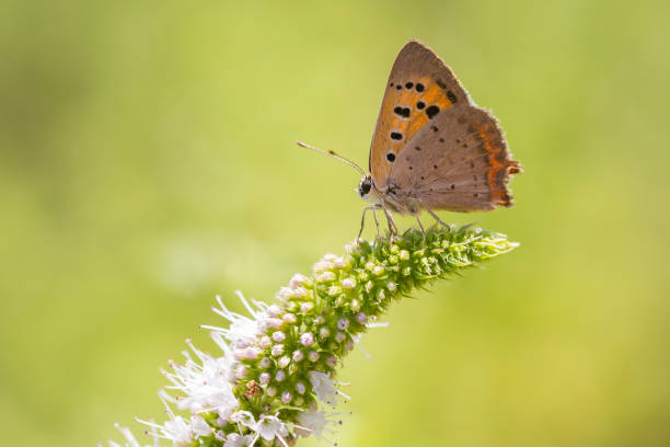 istock Small or common copper butterfly lycaena phlaeas closeup 859361134