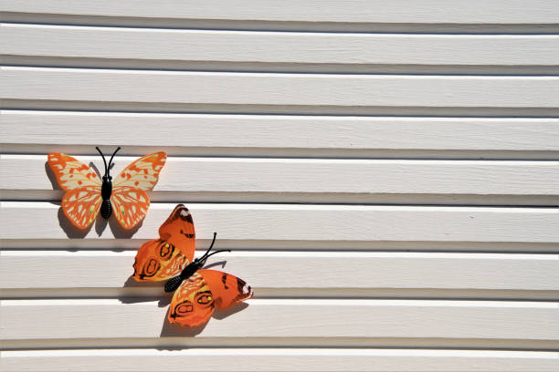 fotos de fotografia de diversão laranja amarelo brilhante borboletas na luz do sol no fundo de madeira branco e tomadas sobre a costa sul de inglaterra uk - butterflies in the stomach (expressão inglesa) - fotografias e filmes do acervo