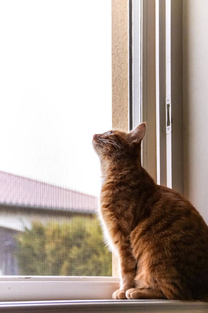 istock Cat has the window looking worm sla high in back light 859365086