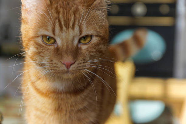 istock Close-up of the cat look 859367208