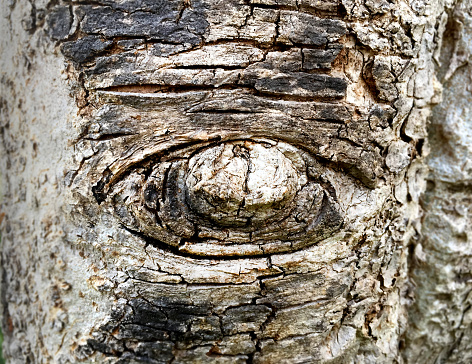 Eye Shape Tree Bark