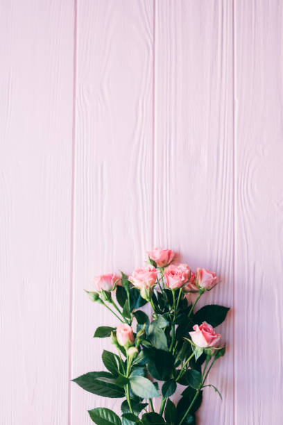 istock pink rose small on pink wooden background 859367486