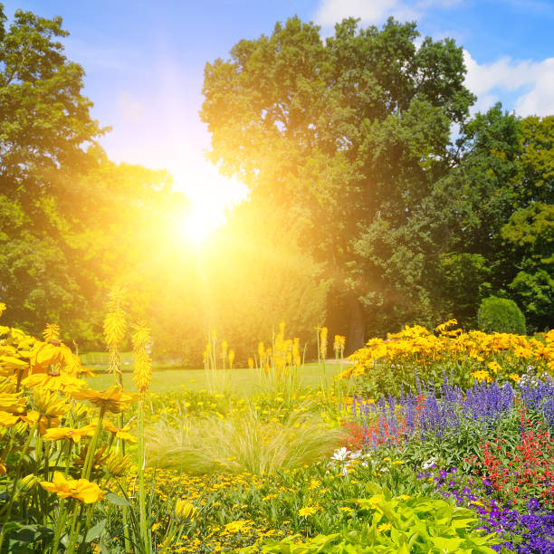 istock summer park with beautiful flowerbeds and sun 859367630