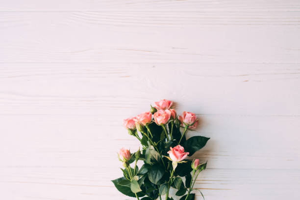 istock pink rose small on pink wooden background 859367658