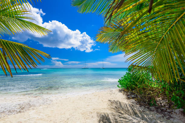 istock palm beach lounge chair 859368368