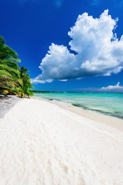 istock palm beach lounge chair 859370586