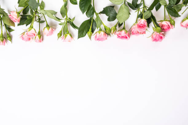 istock Pink blooming fresh roses from up borders isolated on white background 859370712
