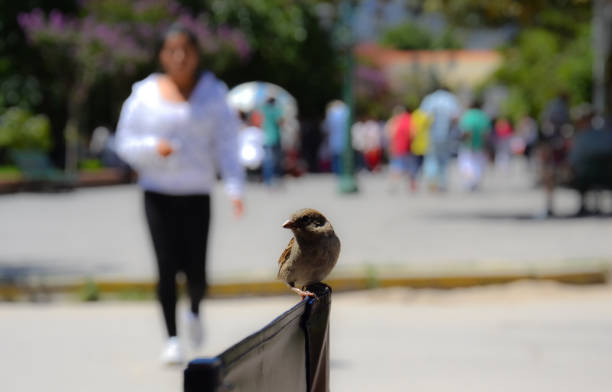 Bird sitting on a chair, pictured from a restaurante in the city of Salta, North of Argentina.