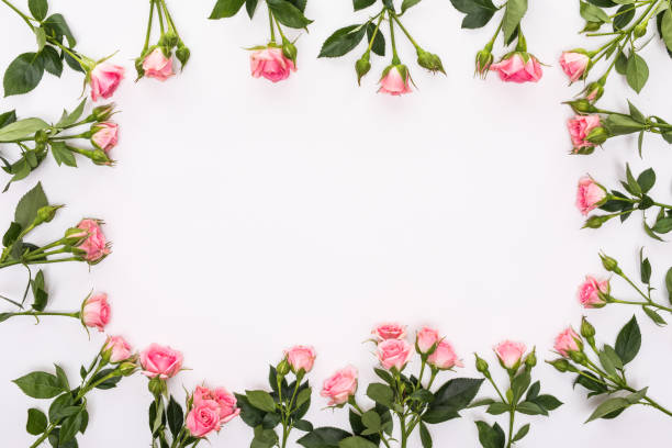 istock Round frame with pink flower roses buds, branches and leaves isolated on white background. lay flat, top view 859371008
