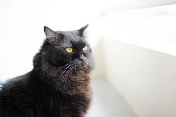 istock Young persian cat relaxing on the floor. 859371396