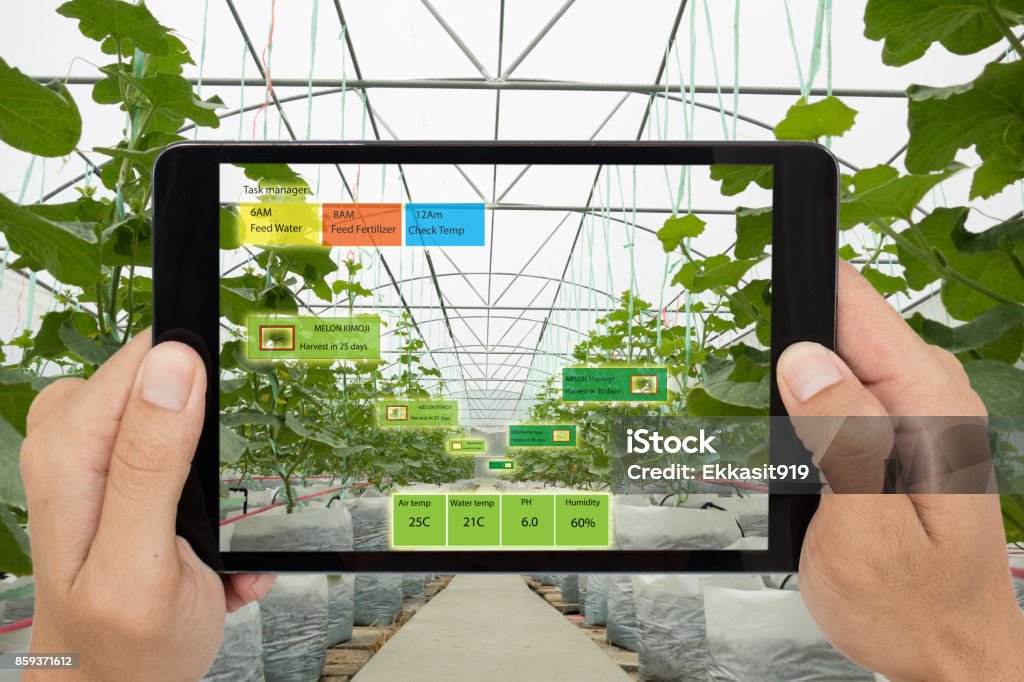 Smart agriculture concept, Agronomist or farmer use Artificial intelligence and augmented reality in farm to help grow systems, saving water ,resources reduce labor time, make high yield and predict Intelligence Stock Photo