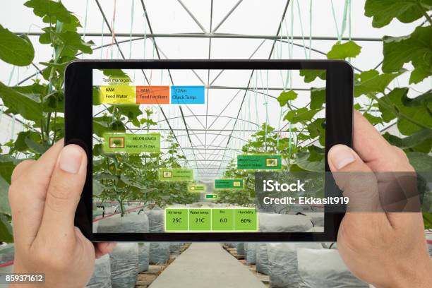 Smart Agriculture Concept Agronomist Or Farmer Use Artificial Intelligence And Augmented Reality In Farm To Help Grow Systems Saving Water Resources Reduce Labor Time Make High Yield And Predict Stock Photo - Download Image Now