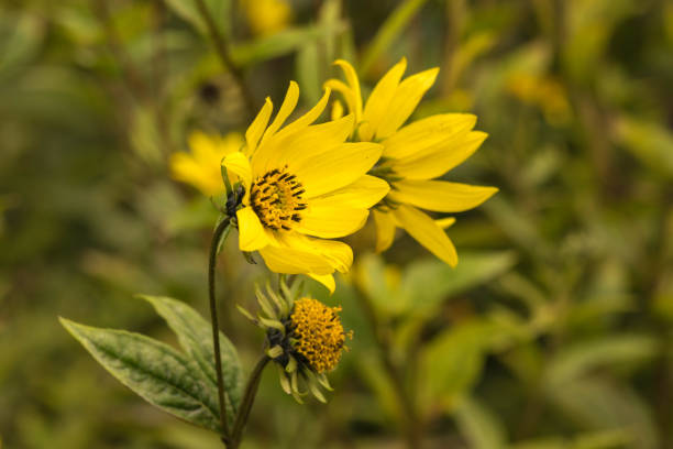 istock Common Ragwort Senecio jacobaea - beautiful yellow flower closeup macro 859371662