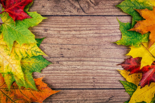 istock Autumn background with colorful fall maple leaves on rustic wooden table. Thanksgiving holidays concept. Green, yellow and red autumn leaves. Top view 859372024