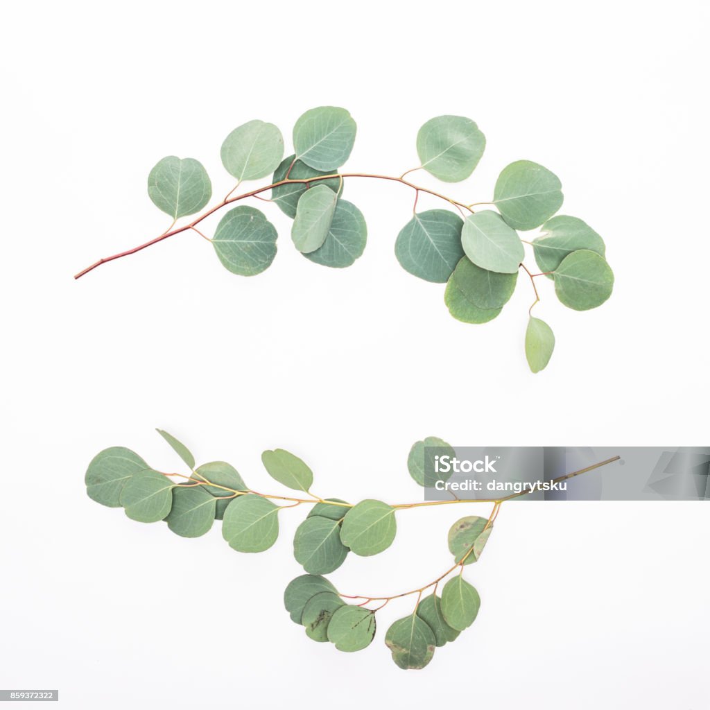 Grüne Eukalyptus Zweige auf weißem Hintergrund - Lizenzfrei Eukalyptusbaum Stock-Foto