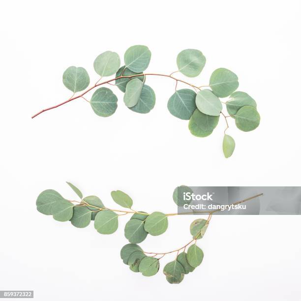 Green Eucalyptus Branches On White Background Stock Photo - Download Image Now - Eucalyptus Tree, Twig, Leaf