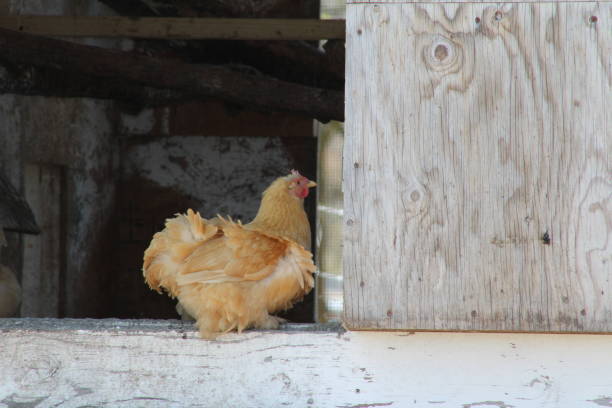 pollo gallo acarreada por el viento - cochin gallina fotografías e imágenes de stock