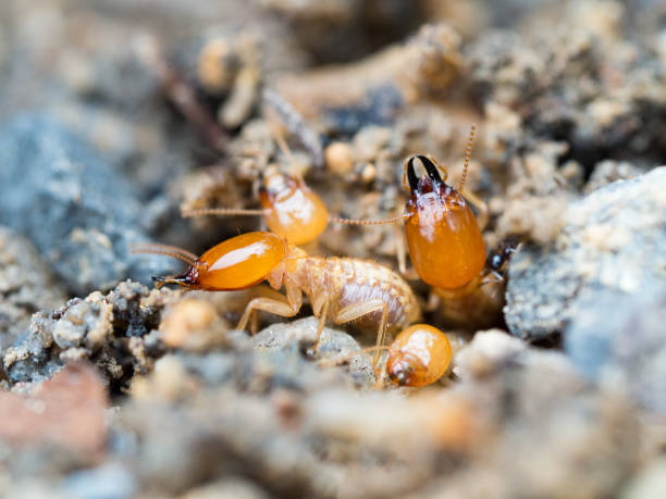 istock Close up termites or white ants destroyed. 859375312