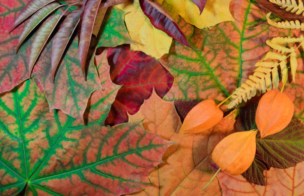 istock Autumn colorful background. The fallen multicolor leaves. An original composition from autumn leaves of red, yellow, orange and green colors. 859375410