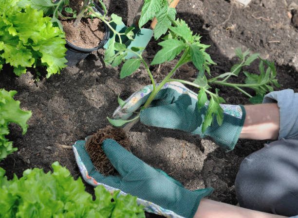 istock gardener planting vegetable  plants in garden 859375416