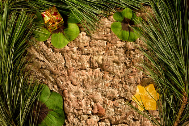 Christmas tree pine branches on a background of bark of a tree with four leaf clover.